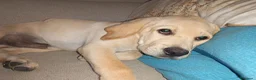 Labrador cani in vendita: Labrador Retriever a Città metropolitana di Palermo - Annuncio 3