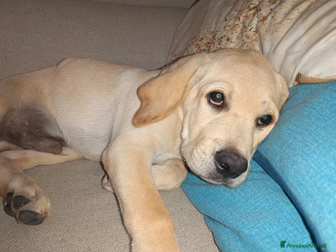 Labrador cani in vendita: Labrador Retriever a Città metropolitana di Palermo - Annuncio 3