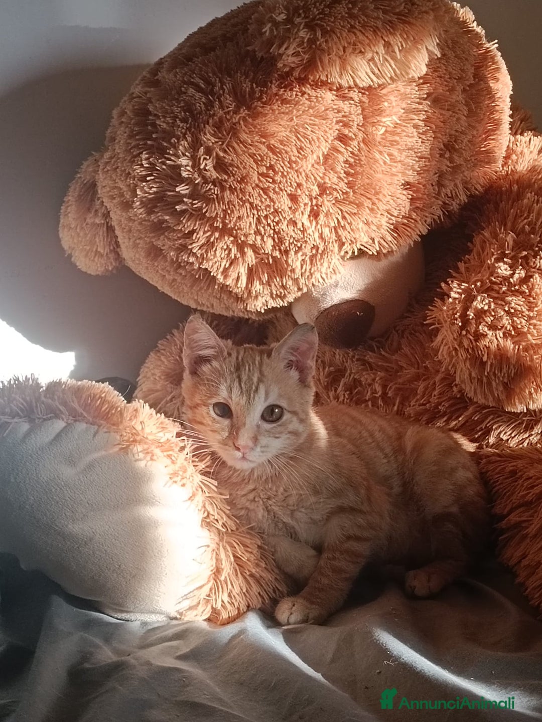 Altre razze gatti in regalo: GATTINI - Annuncio 5