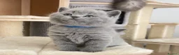British gatti in vendita: British shorthair blu - Annuncio 11
