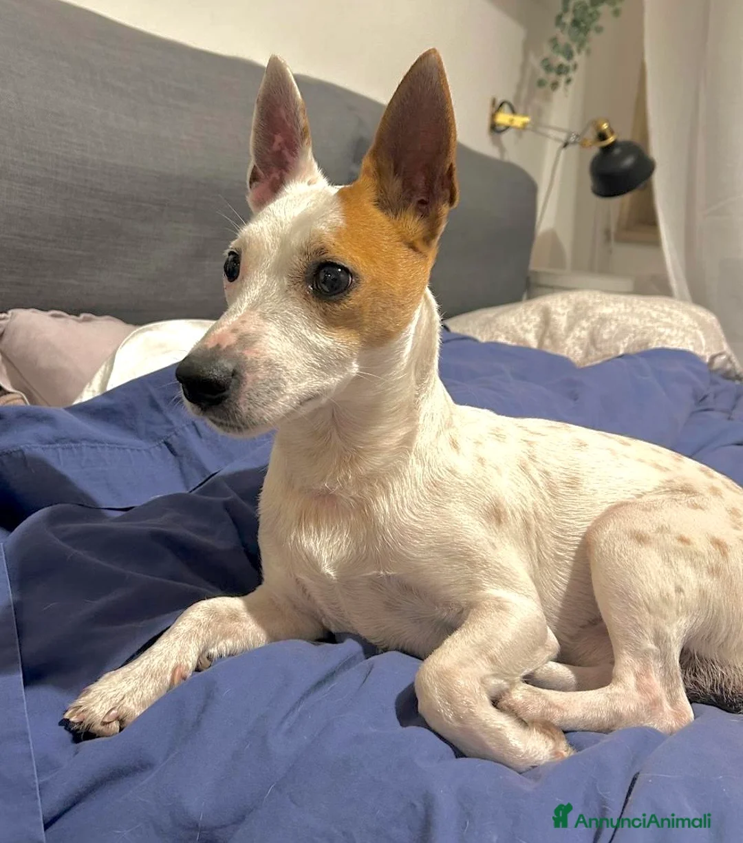 Jack Russell cani in regalo: Maschietto 7 anni jack Russell  - Annuncio 2