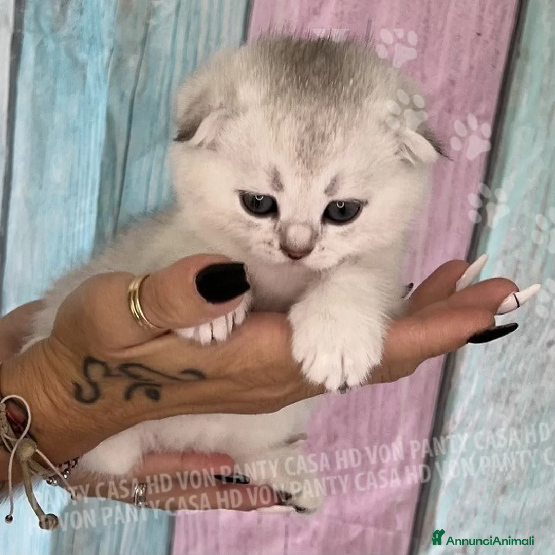 Scottish gatti in vendita: Cucciole Scottish Fold - Annuncio 18