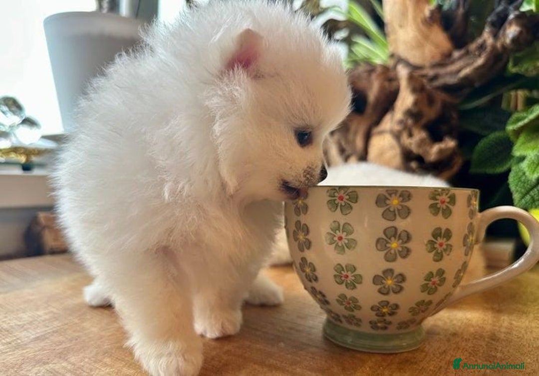 Volpino Pomerania cani in vendita: Cuccioli di Pomerania - Annuncio 26