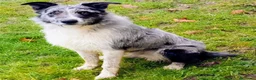 Meticcio cani in regalo: Meticcio BorderCollie Pastore d'oropa(Piemontese)  a Provincia di Varese - Annuncio 1