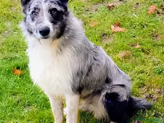 Meticcio cani Meticcio BorderCollie Pastore d'oropa(Piemontese) - Annuncio 5