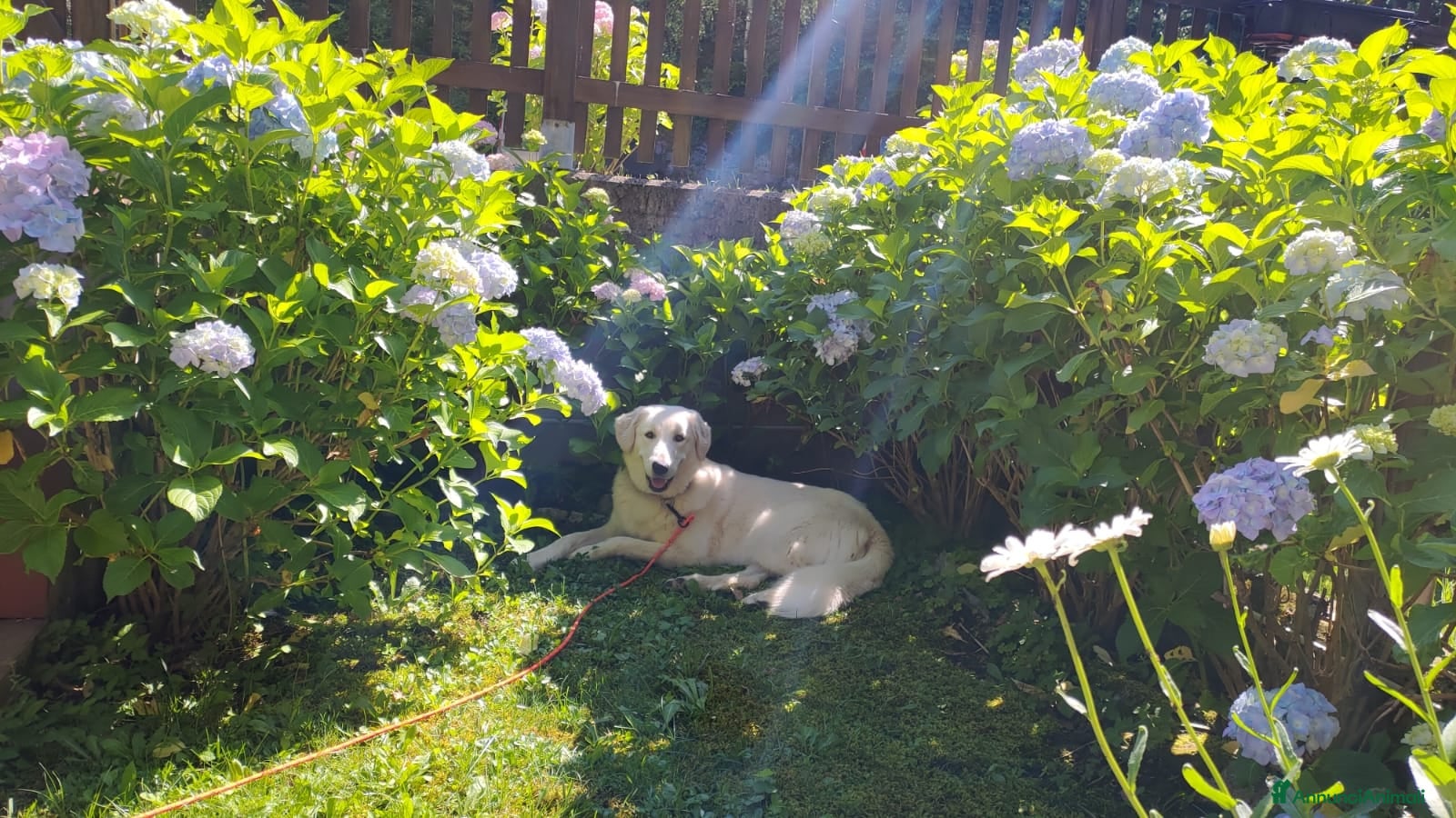 Pastore Maremmano cani Luna dolce Maremmana - Annuncio 12