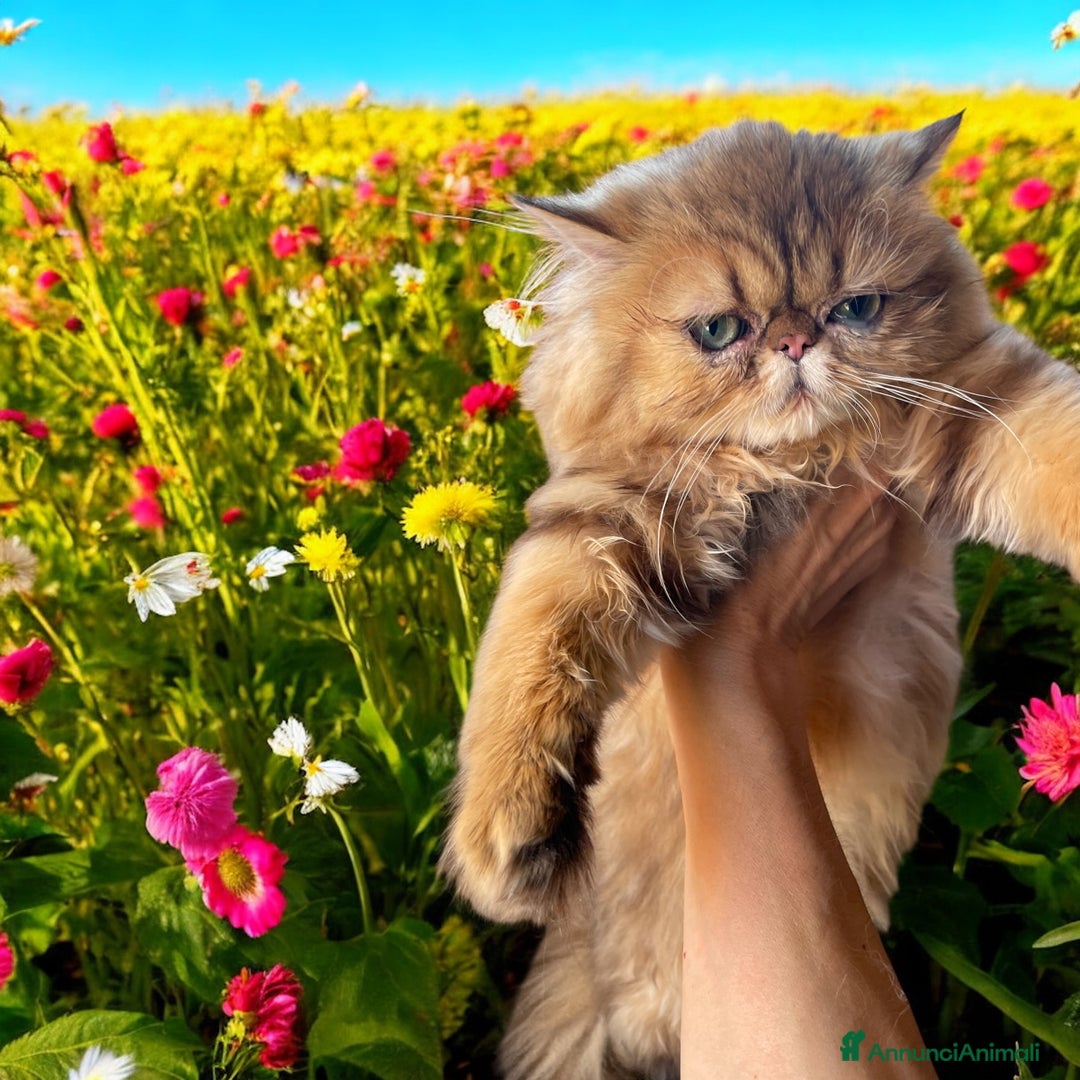 Persiano gatti in vendita: gatta persiana golden shaded di alta genealogia a Città Metropolitana di Bologna - Immagine 4
