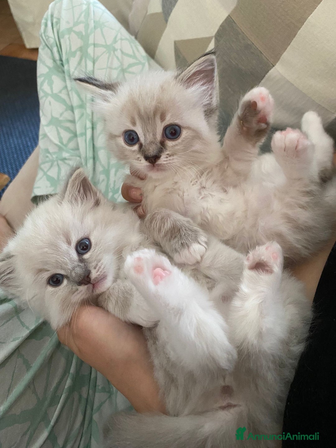 Ragdoll gatti in vendita: Cuccioli ragdoll disponibili  a Provincia di Como - Immagine 1