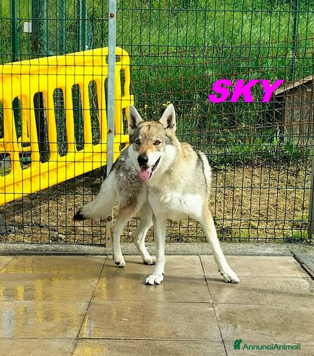 Husky cani in regalo: SKY e ALPHA meravigliosi husky a Città Metropolitana di Torino - Immagine 2