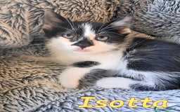 Europeo gatti in regalo: ISOTTA - Immagine 2