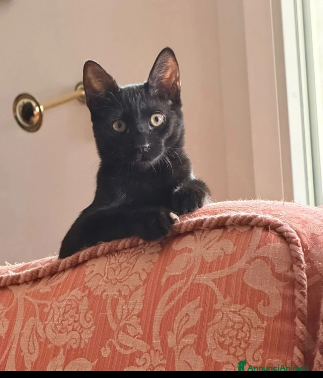 Europeo gatti in regalo: Zorro bellissimo micino nero - Annuncio 3