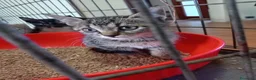 Europeo gatti in regalo: due cuccioli 2 mesi cercano casa❤️❤️ - Annuncio 4