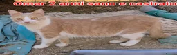 Altre razze gatti in regalo: ADOTTA UN GATTINO  a Provincia di Reggio Emilia - Annuncio 6