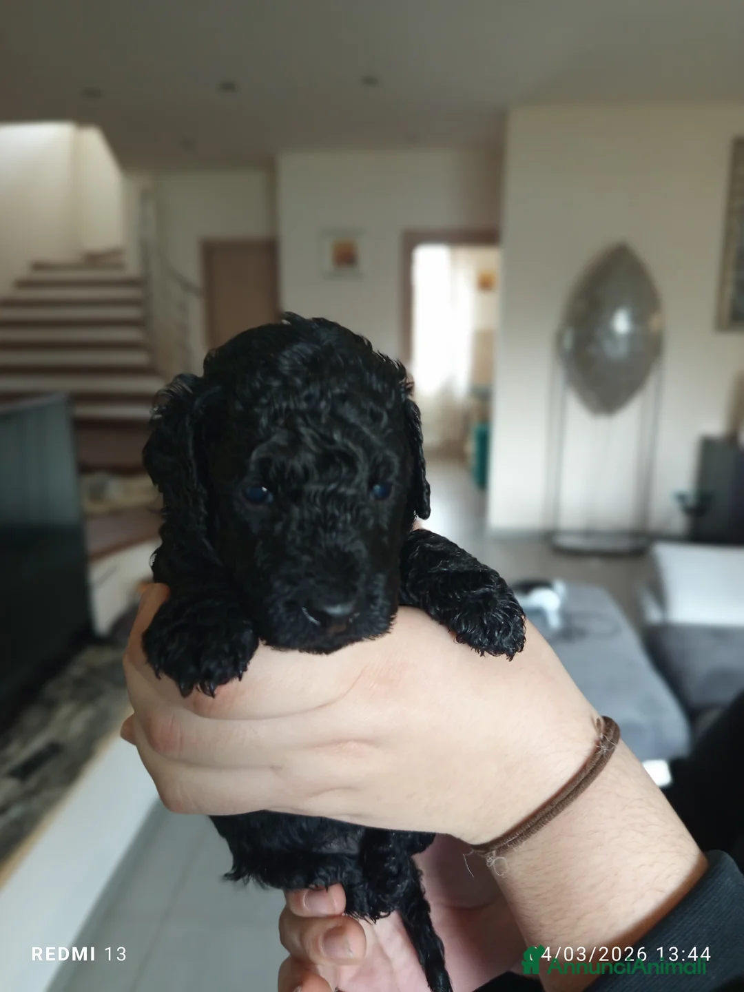 Barboncino cani in vendita: Cuccioli di barboncino nano  - Annuncio 1