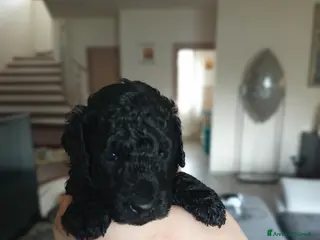 Barboncino cani Cuccioli di barboncino nano - Annuncio 1