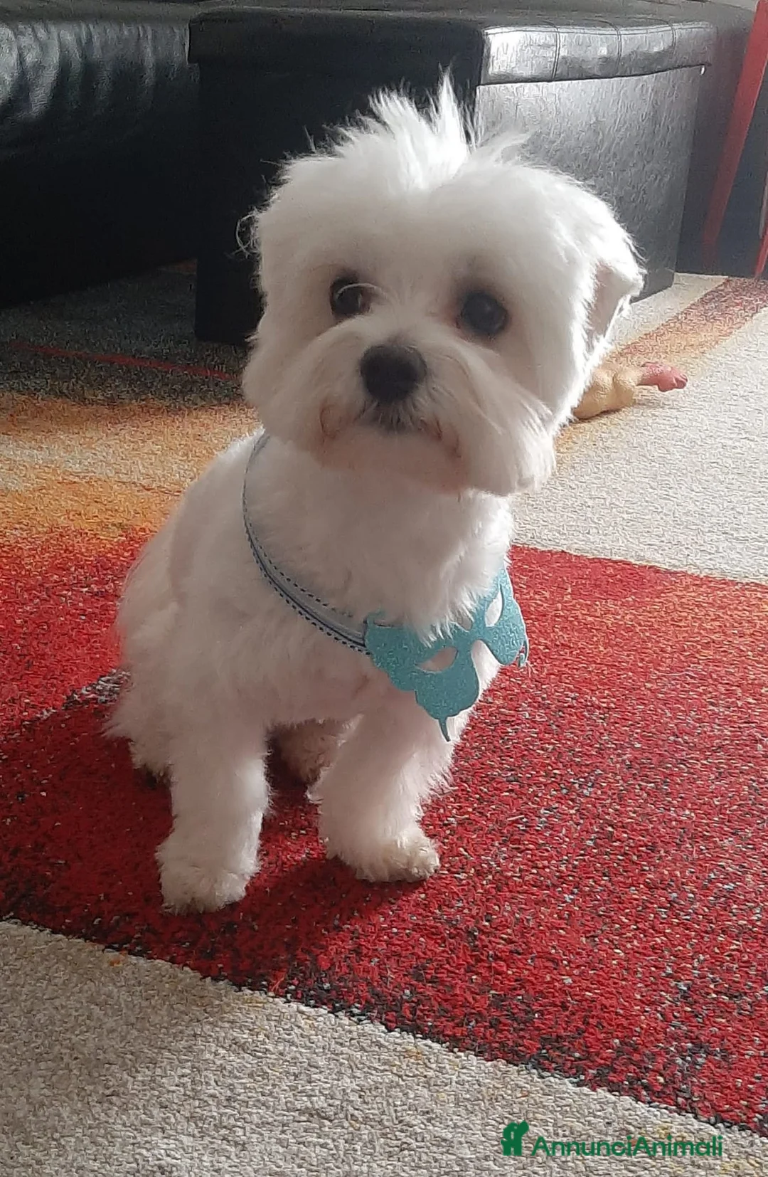 Maltese cani per accoppiamento: Maltese con pedigree per accoppiamento  a Provincia di Vicenza - Annuncio 3