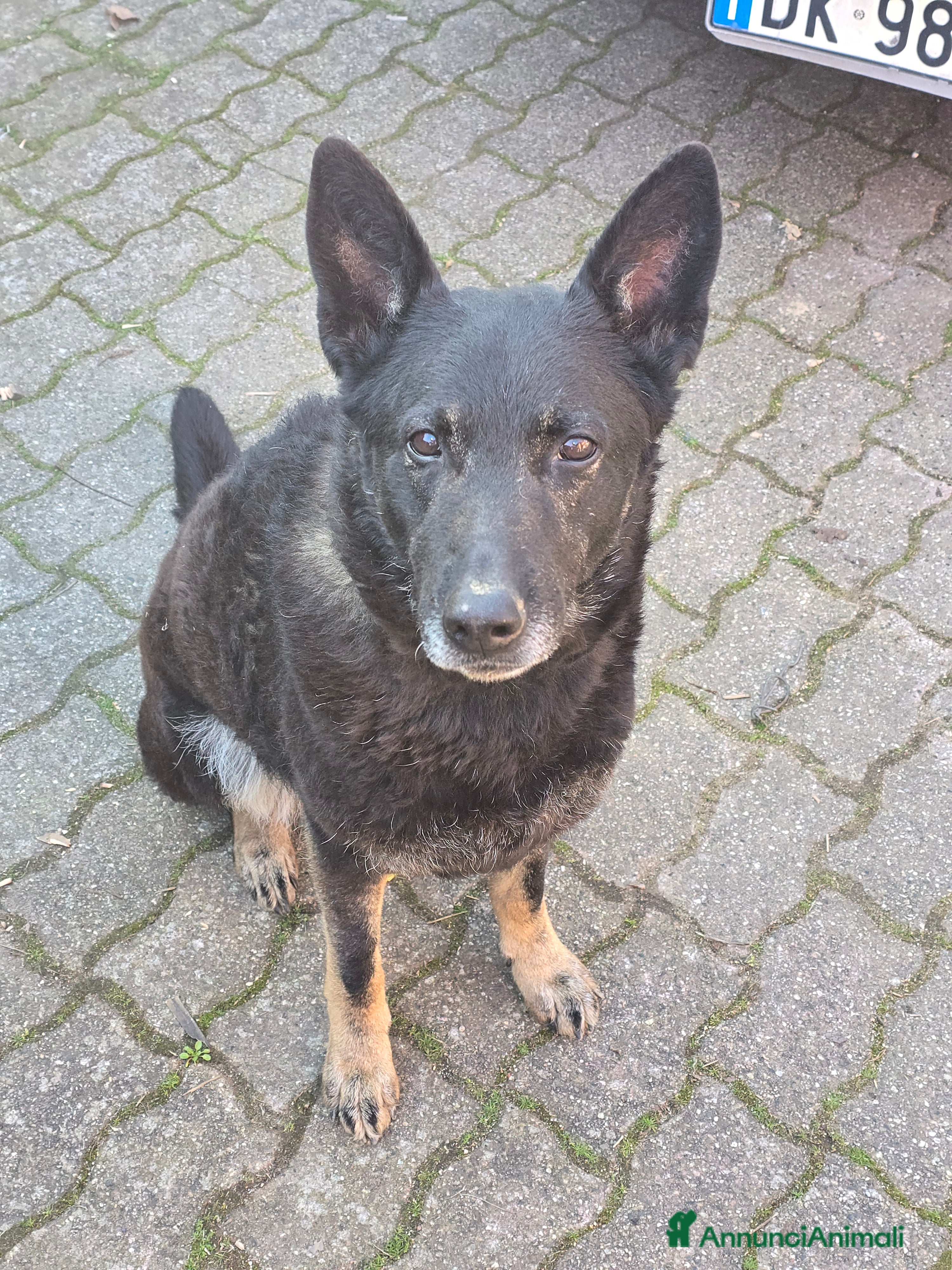 Pastore Belga cani Pastore Belga a Città metropolitana di Milano - Annuncio 1