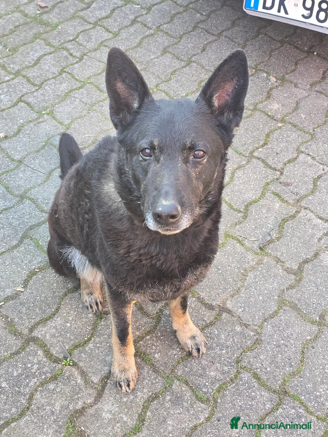 Pastore Belga cani in regalo: Pastore Belga a Città metropolitana di Milano - Annuncio 1