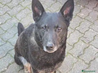 Pastore Belga cani Pastore Belga a Città metropolitana di Milano - Annuncio 1