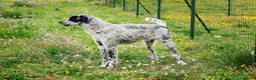 Meticcio cani in regalo: Furia mix Setter 2anni da mesi in CANILE.PUGLIA  a Città Metropolitana di Milano - Annuncio 2