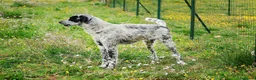 Meticcio cani in regalo: Furia mix Setter 2anni da mesi in CANILE.PUGLIA  a Città Metropolitana di Milano - Annuncio 2