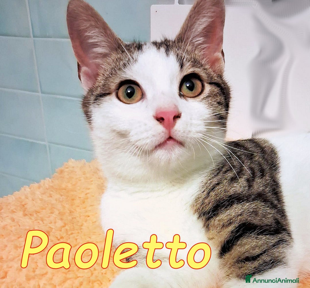 Europeo gatti in regalo: PAOLETTO GATTINO DOLCISSIMO DI 4 MESI - Annuncio 3