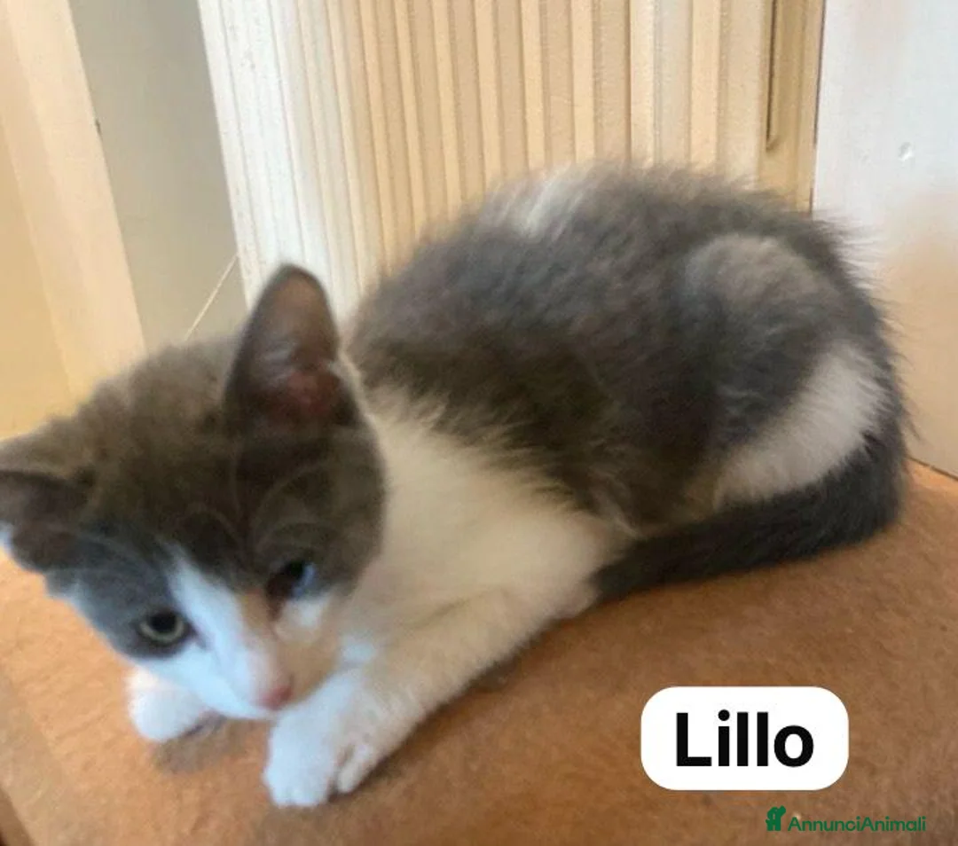 Meticcio gatti in regalo: Lillo  - Annuncio 1