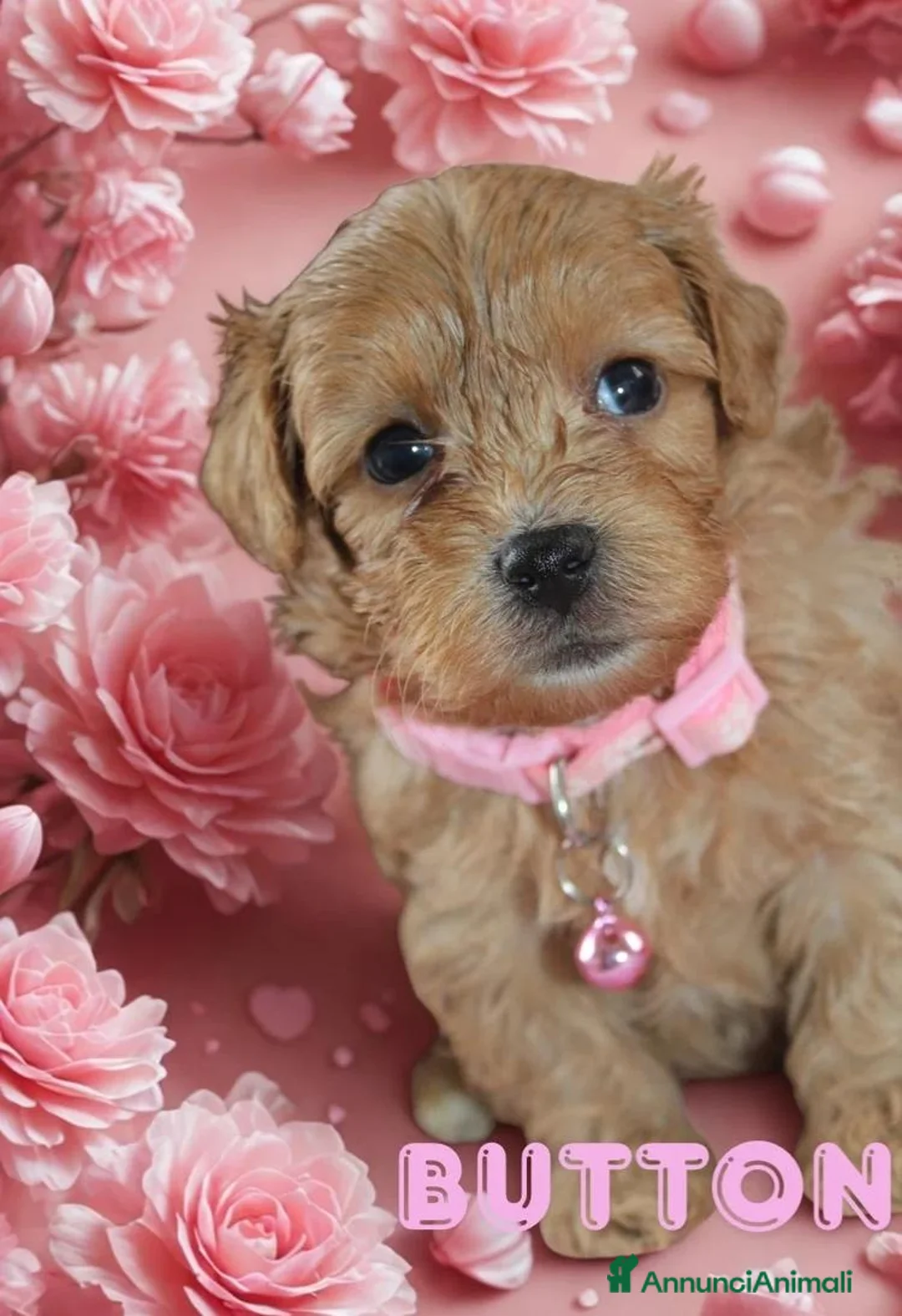 Maltipoo cani in vendita: Cuccioli Tiny Toy Maltipoo F1 - Annuncio 2