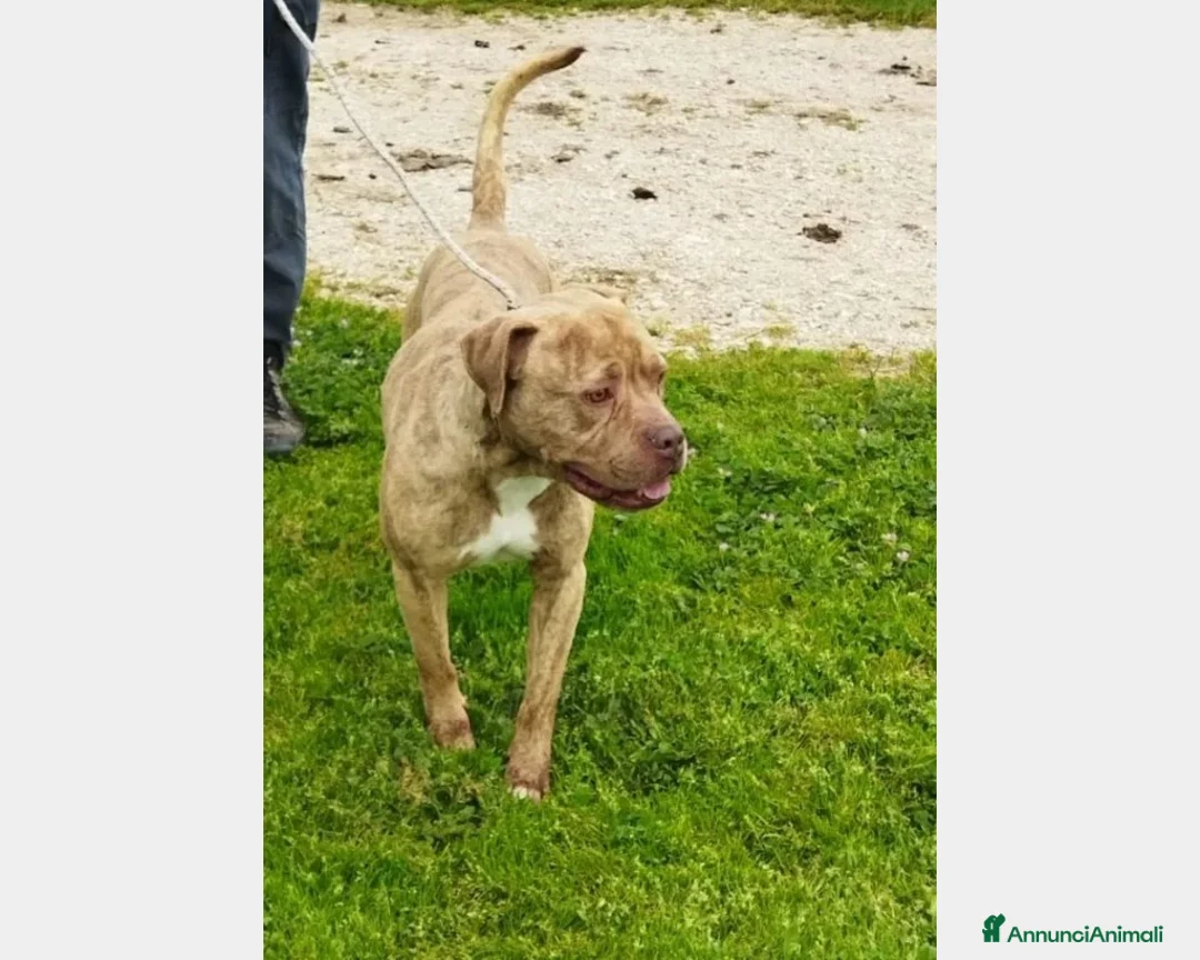 Meticcio cani in regalo: Grino, meraviglioso simil pittbull cane maschio a Latina - Annuncio 3