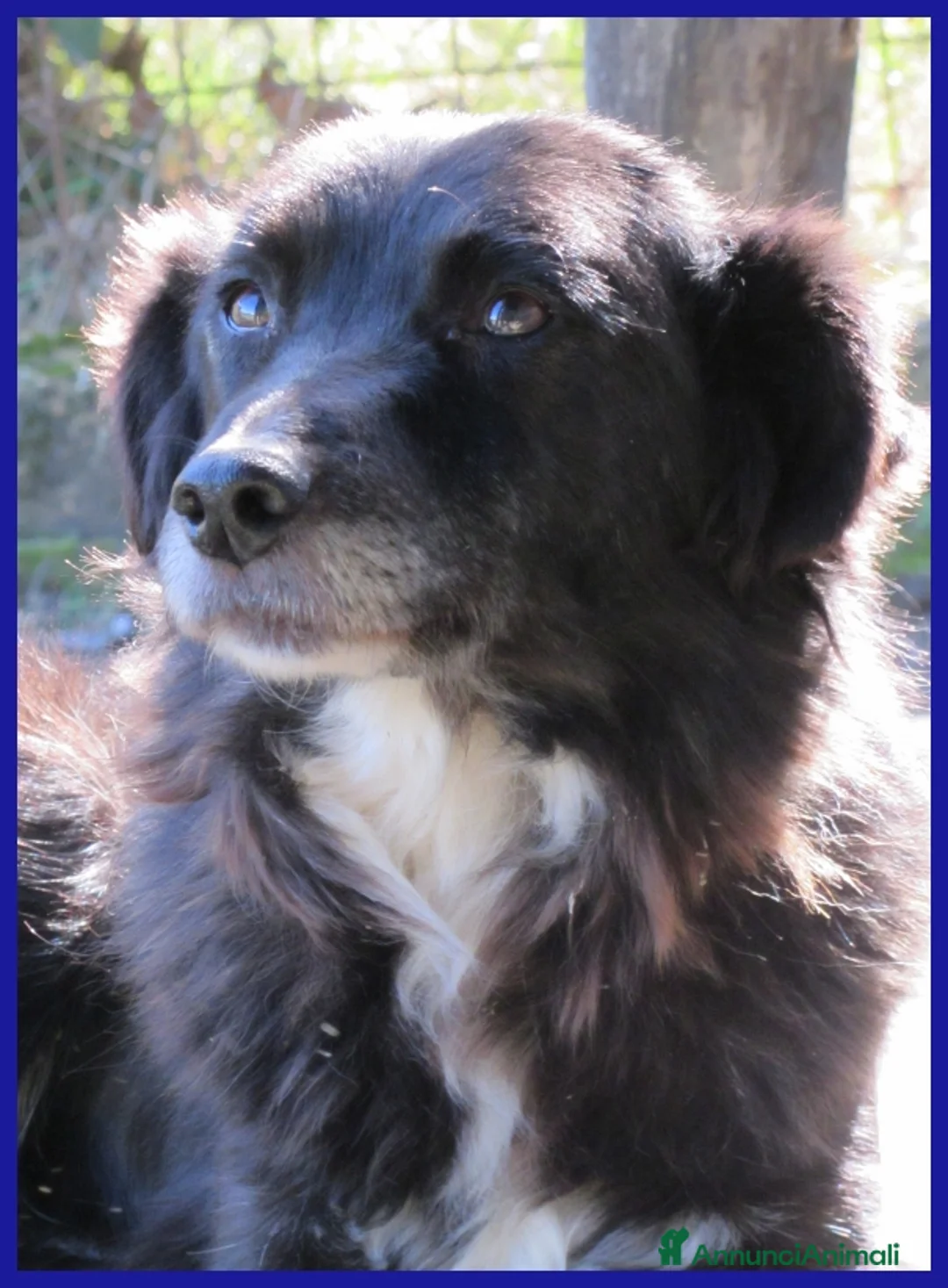 Border Collie cani in regalo: DAJE, SPLENDIDO SIMIL BORDER DI 5 ANNI, VIVACE  - Annuncio 2