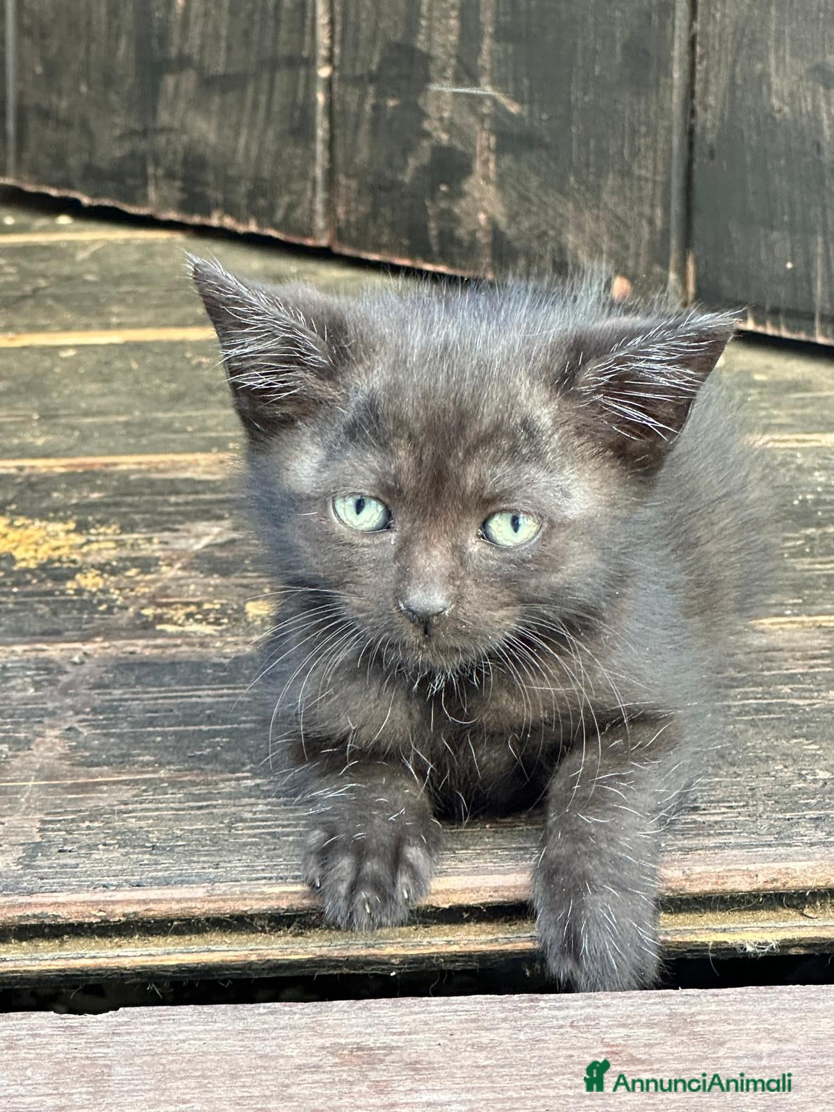 Meticcio gatti in regalo: GATTINI NERI a Provincia di Piacenza - Annuncio 5