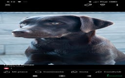 Labrador cani in vendita: Cuccioli di labrador retriever di alta genealogia a Provincia di Brescia - Immagine 2