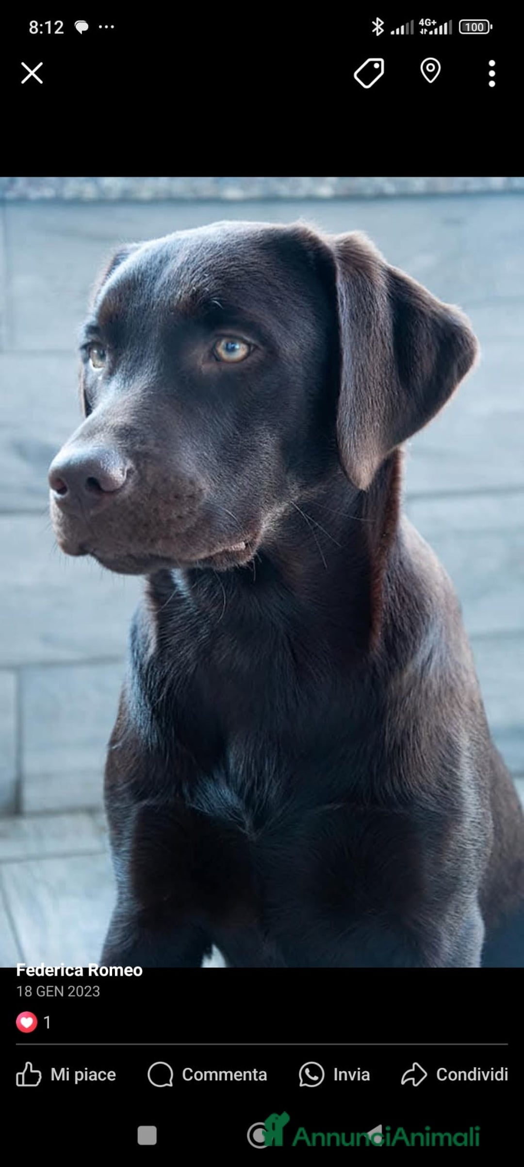 Labrador cani in vendita: Cuccioli di labrador retriever di alta genealogia a Provincia di Brescia - Immagine 2