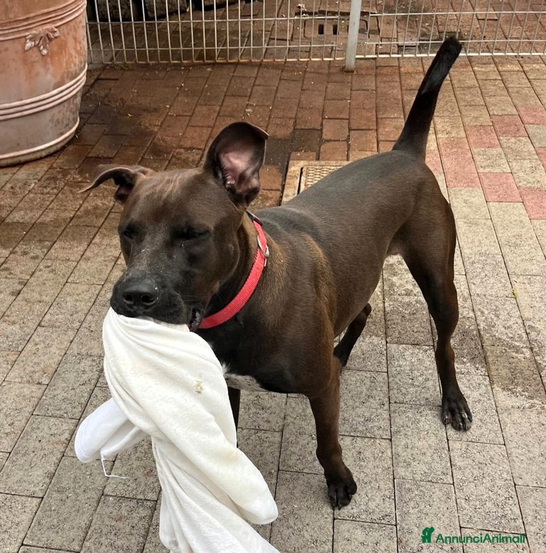 Affenpinscher cani in regalo: NIGEL BELLISSIMO PIT - Annuncio 3