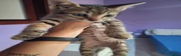 Europeo gatti in regalo: Gattino in adozione  - Annuncio 3