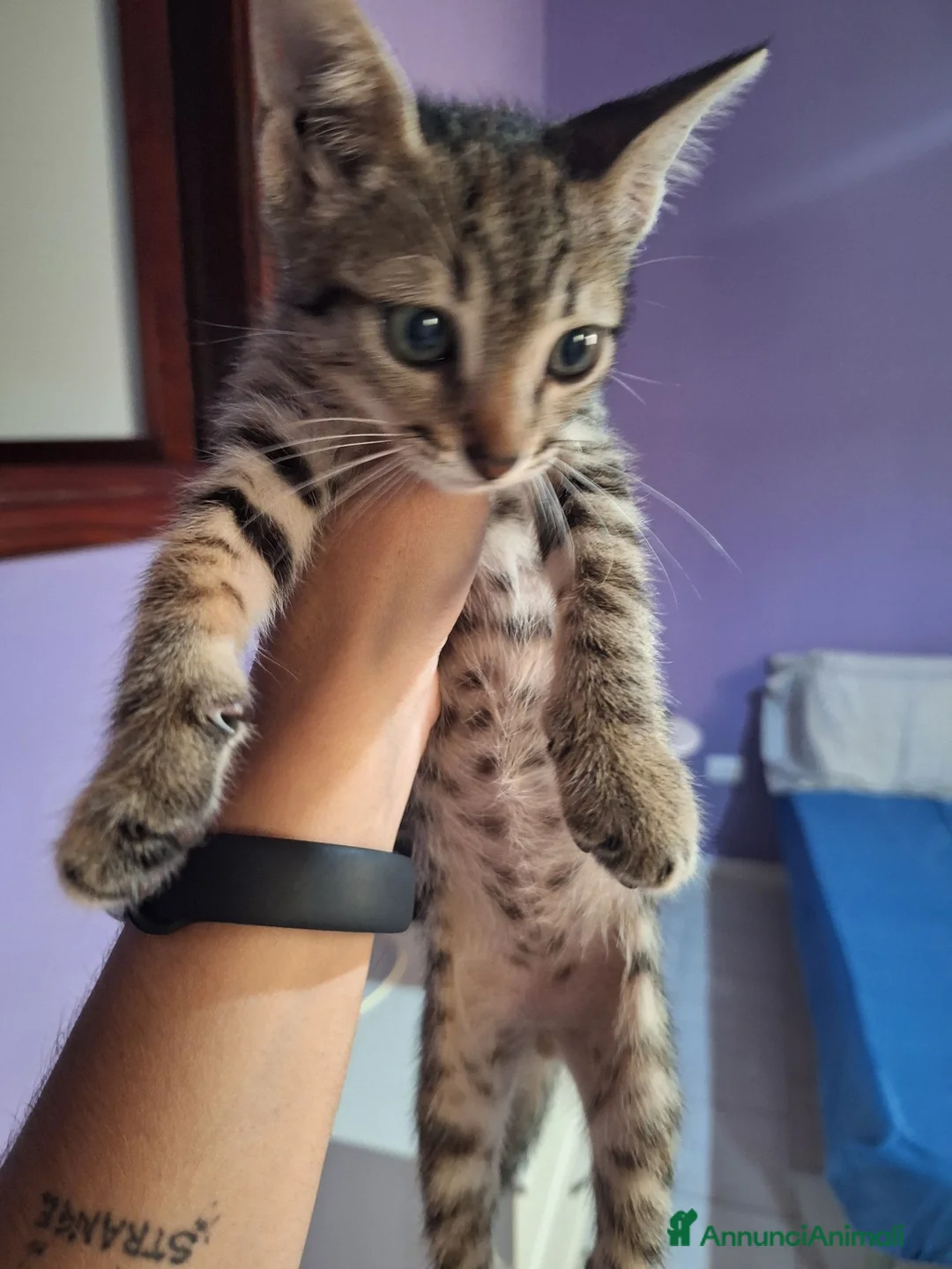 Europeo gatti in regalo: Gattino in adozione  - Annuncio 3