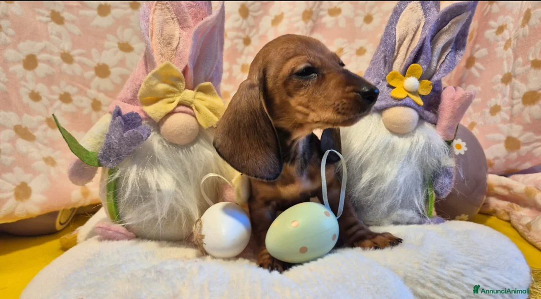 Bassotto cani in vendita: Cuccioli bassotto tedesco kaninchen e nano - Annuncio 2