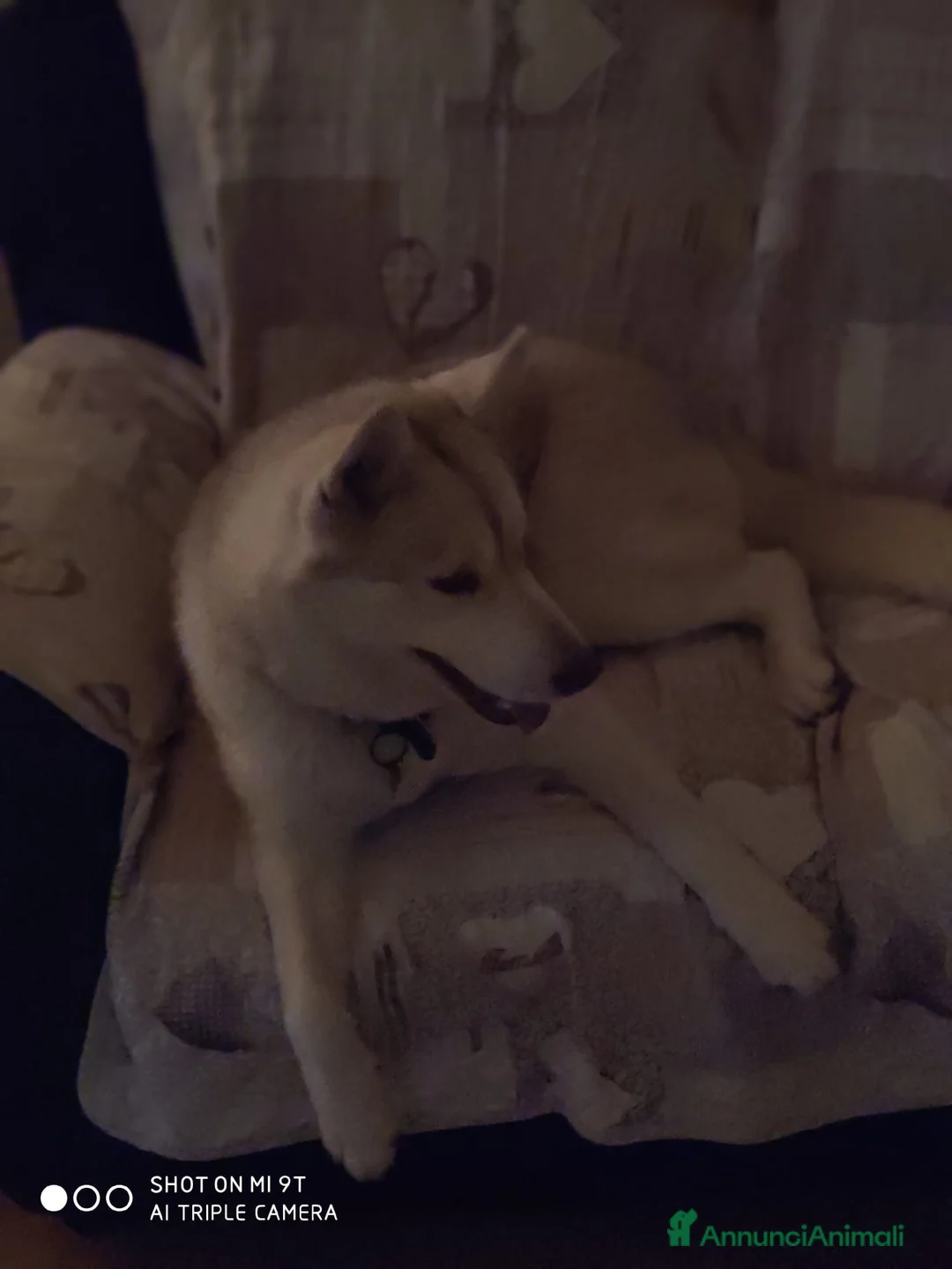 Husky cani in regalo: Husky femmina in regalo - Annuncio 2