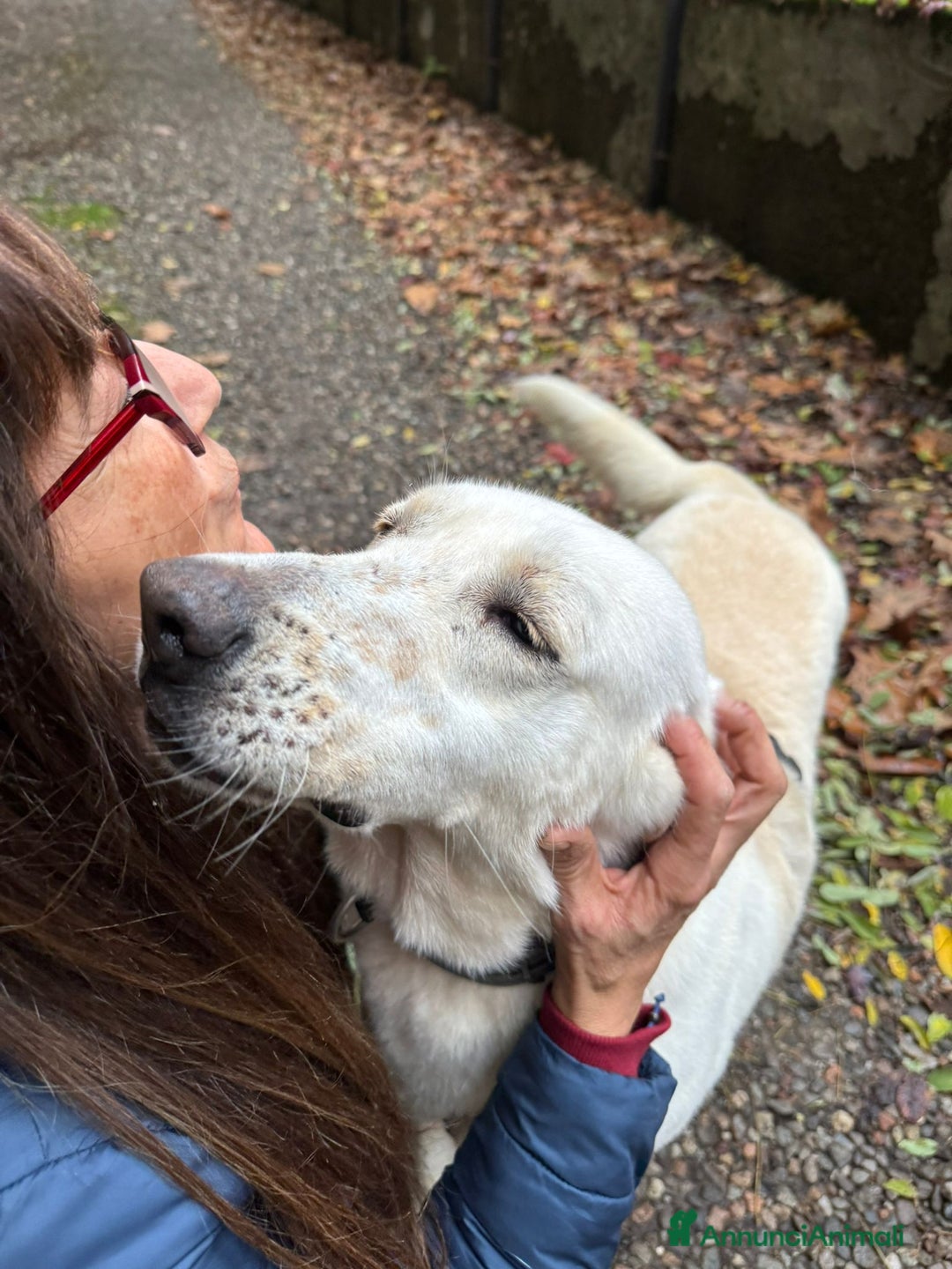 Labrador cani in regalo: Splendida Labrador Easy - Annuncio 7