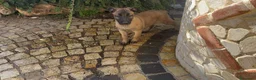 Pastore Belga cani in vendita: Femmine Pastore Belga Malinois - Annuncio 8