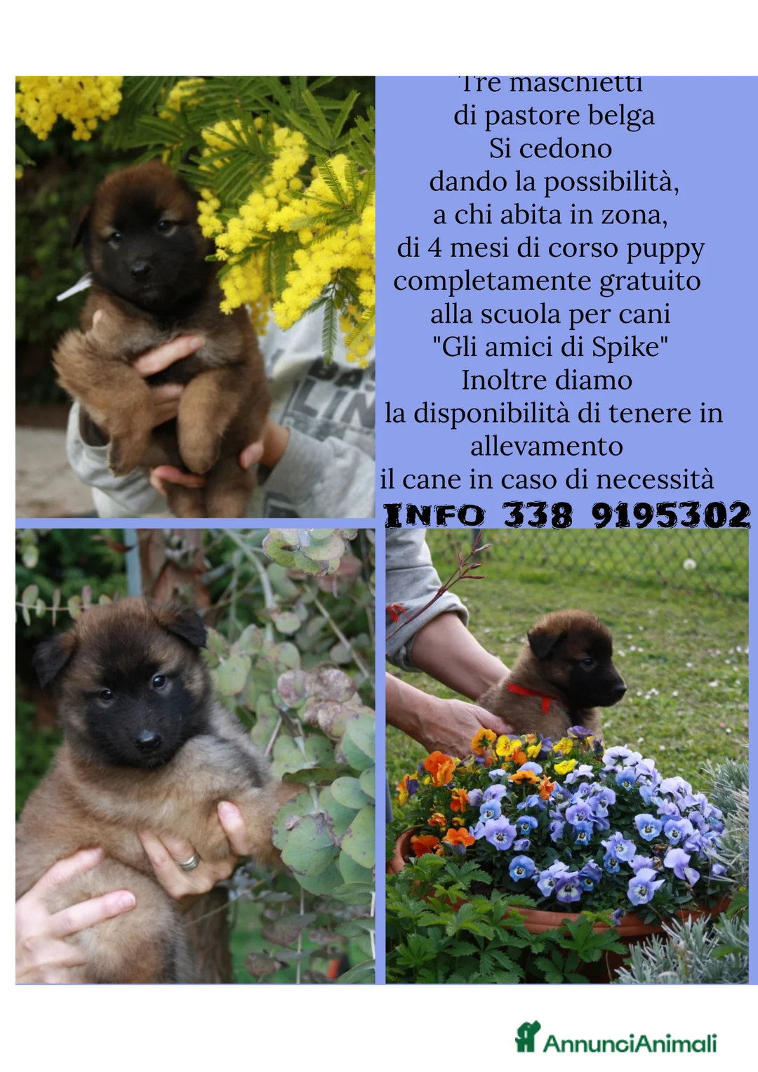 Pastore Belga cani in vendita: Cuccioli tervueren rossi focati con maschera nera  - Annuncio 1