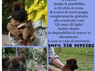 Pastore Belga cani Cuccioli tervueren rossi focati con maschera nera - Annuncio 8