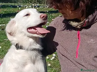 Meticcio cani IL DOLCE GOLIA HA BISOGNO DI UNA VERA FAMIGLIA - Annuncio 2