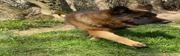Pastore Tedesco cani in regalo: Pastore tedesco maschio  a Provincia di Novara - Annuncio 2