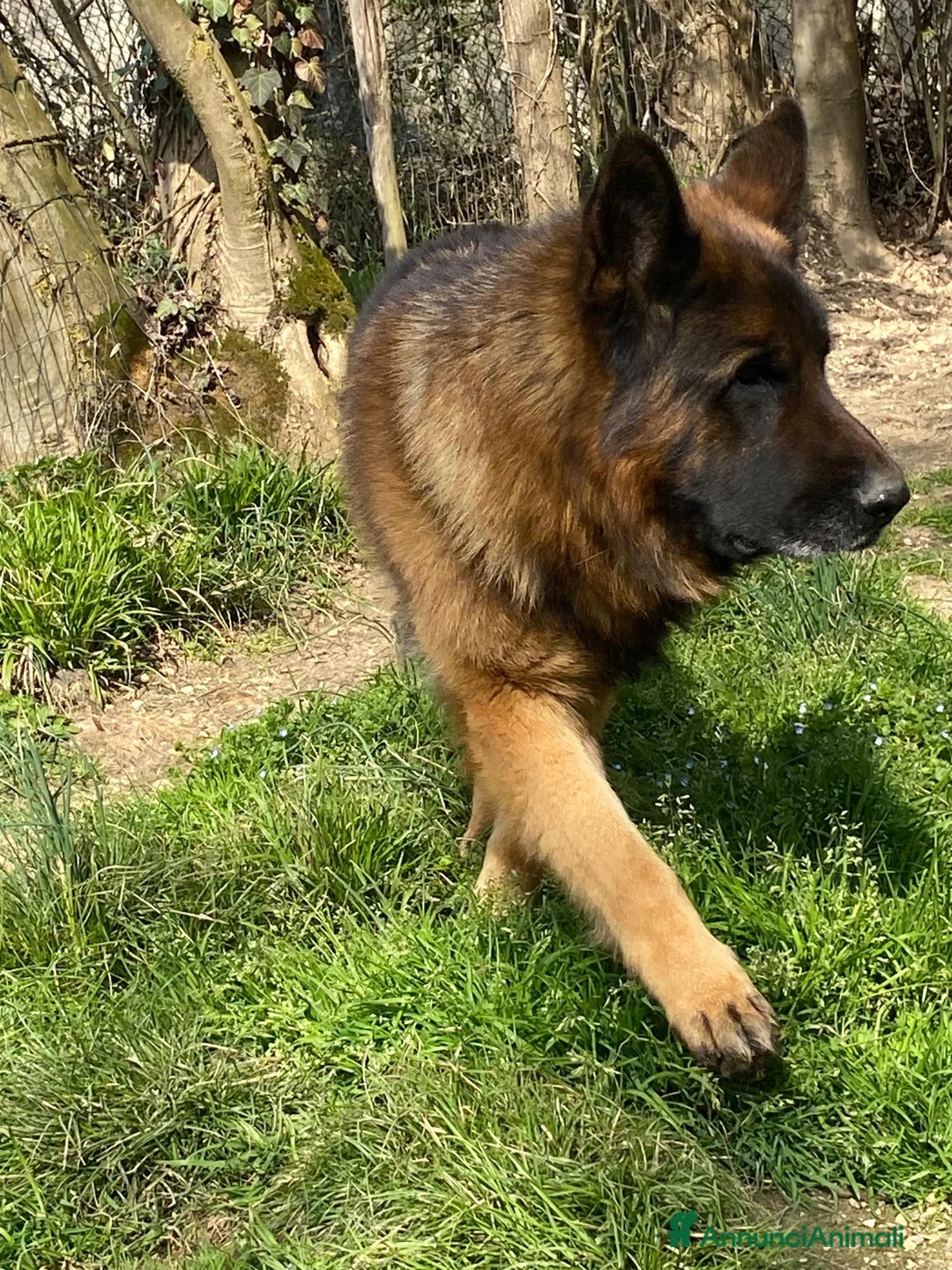 Pastore Tedesco cani in regalo: Pastore tedesco maschio  a Provincia di Novara - Annuncio 2