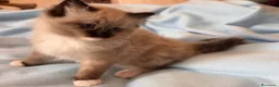 Ragdoll gatti in vendita: Ragdoll seal point mitted - Annuncio 5