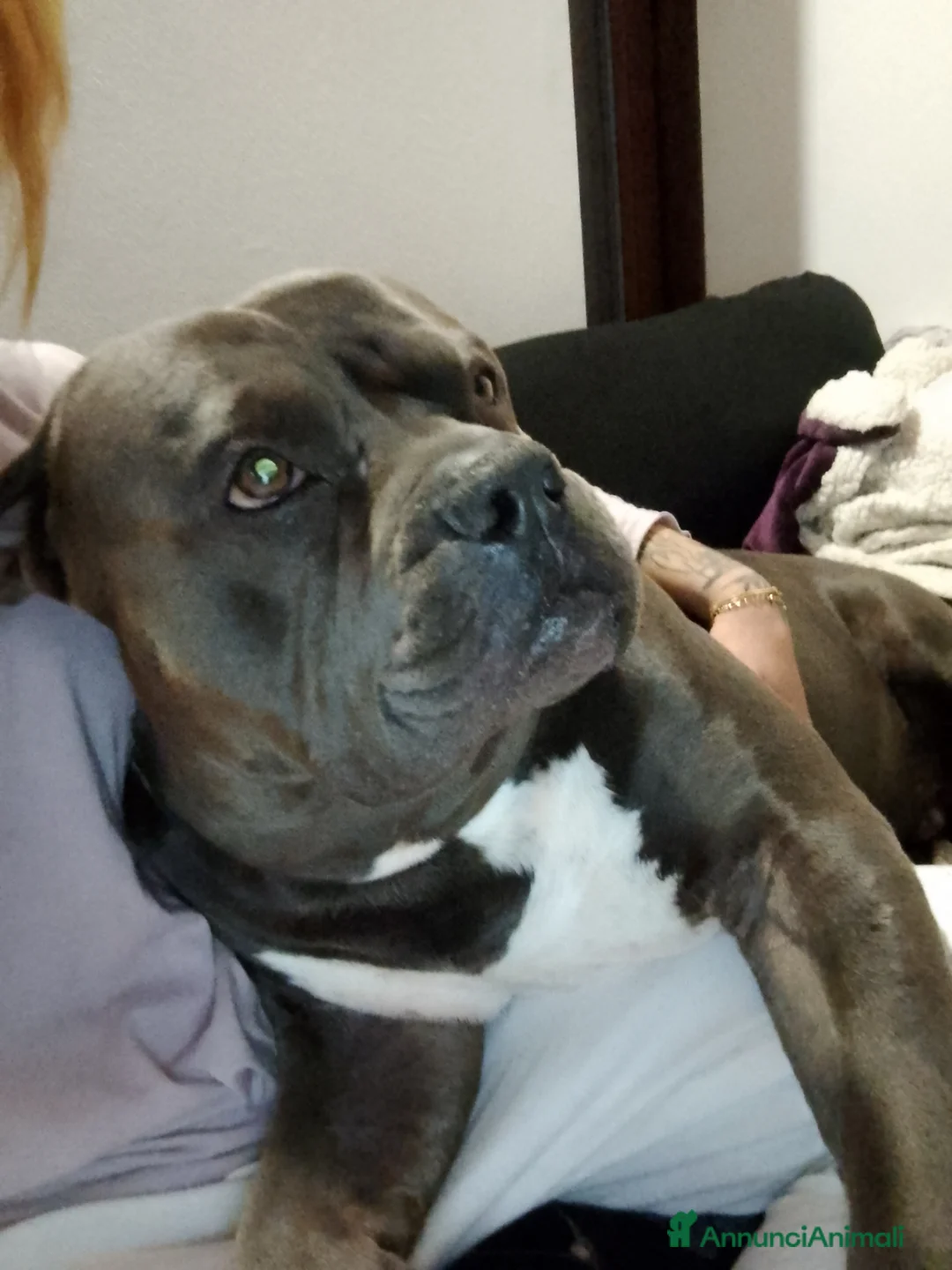 American Bully cani in regalo: REGALO American bully - Annuncio 1