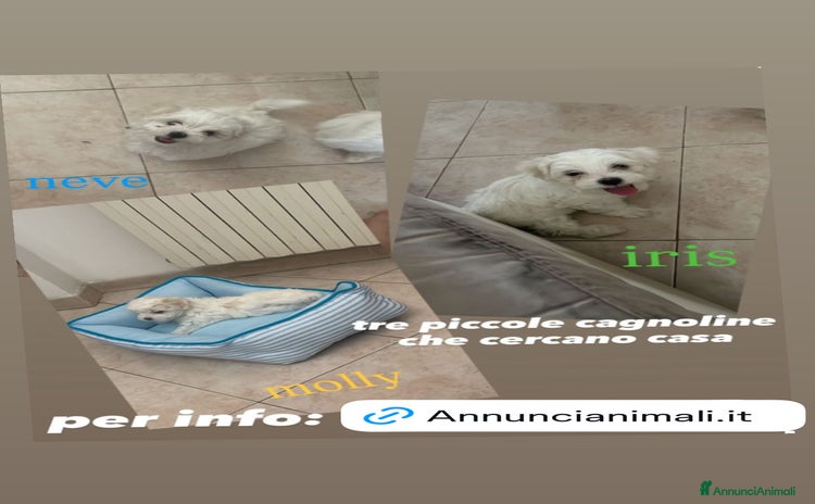 Maltese cani a Provincia di Perugia - Annuncio 11