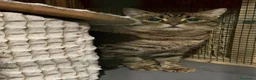 Europeo gatti in regalo: TIGRO, adorabile gatto da adottare! - Annuncio 4