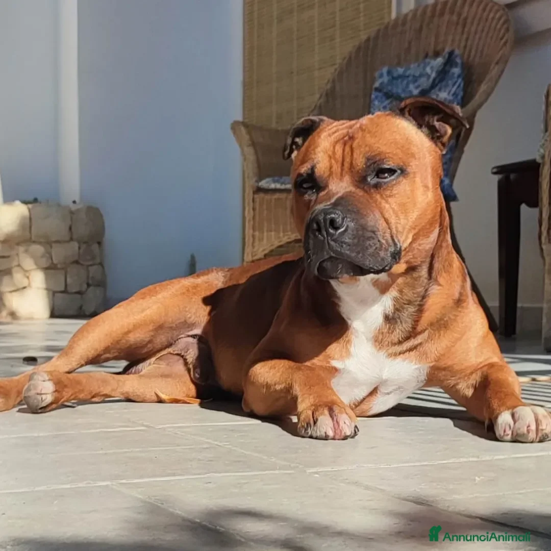 Immagine della galleria {{count}}